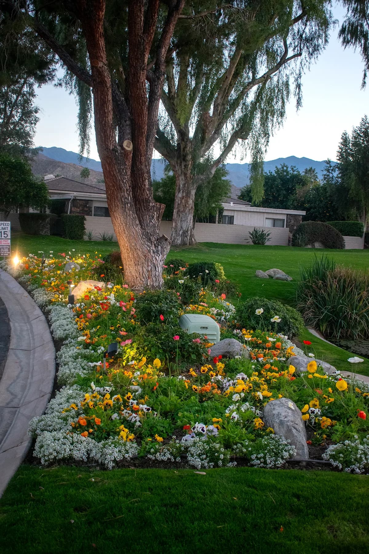 Colorful flower bed with large tree and mountains
