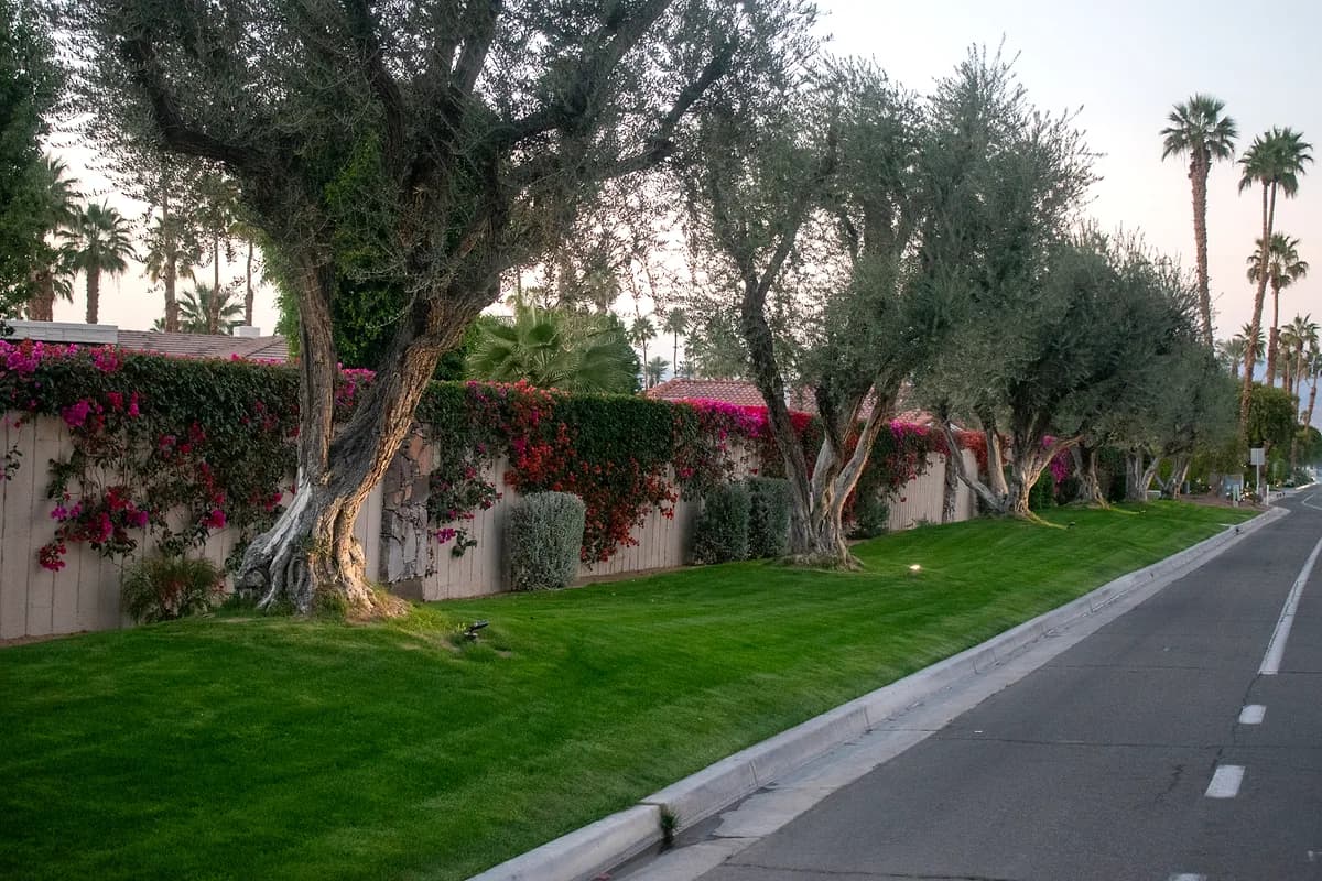 Olive tree-lined street with bougainvillea hedges