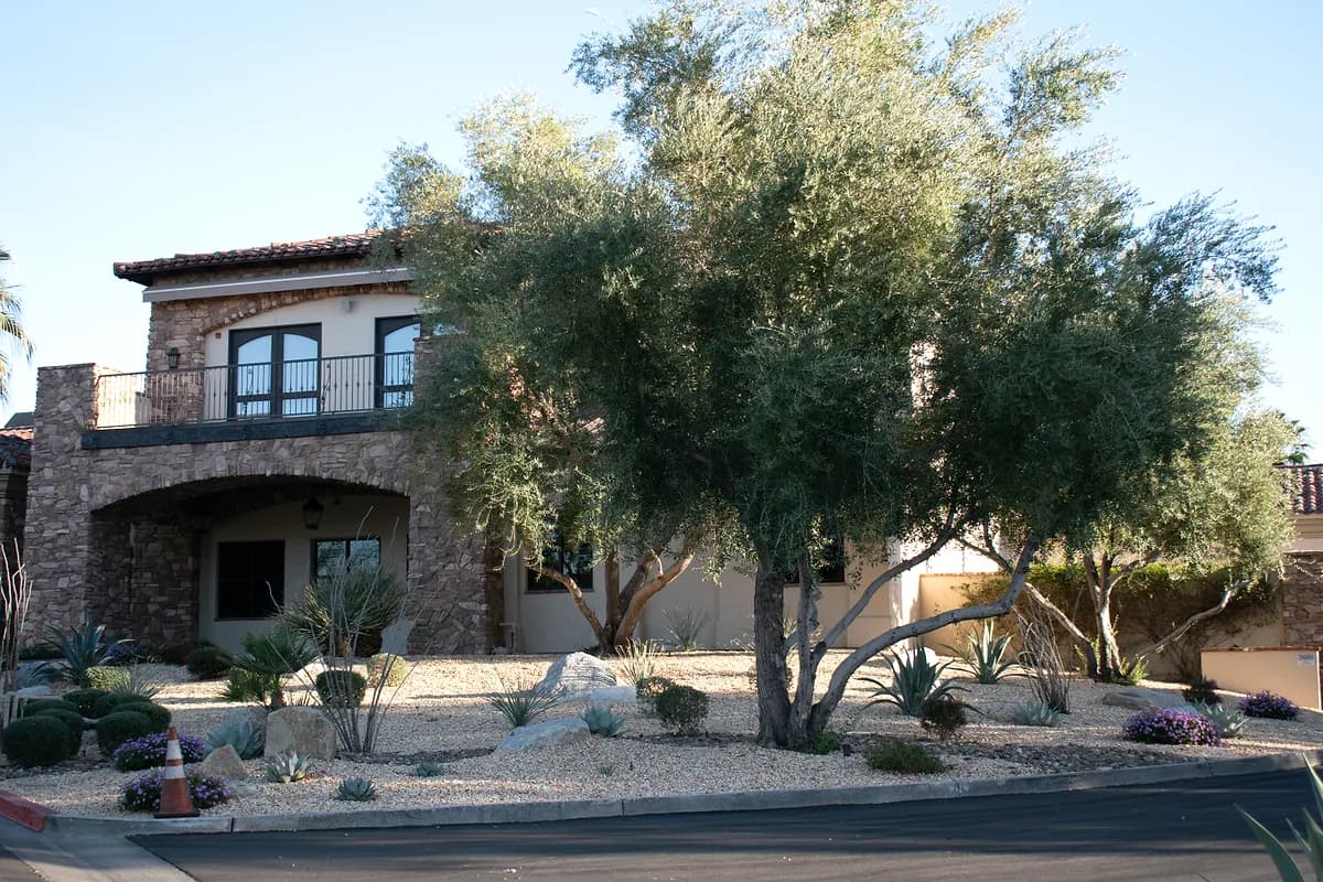 Desert landscaping with olive tree and agaves