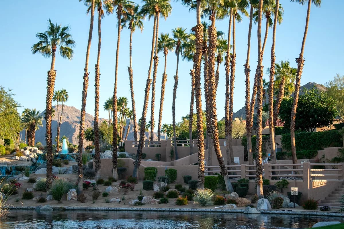 Lake with tall palm grove