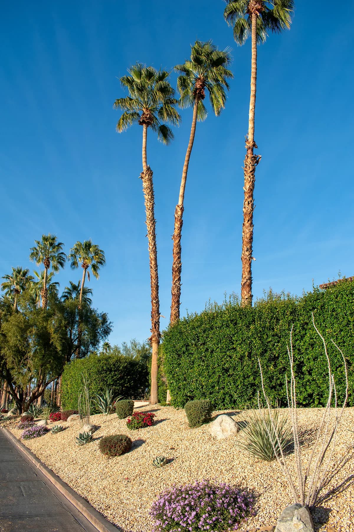 Tall palms with manicured hedges