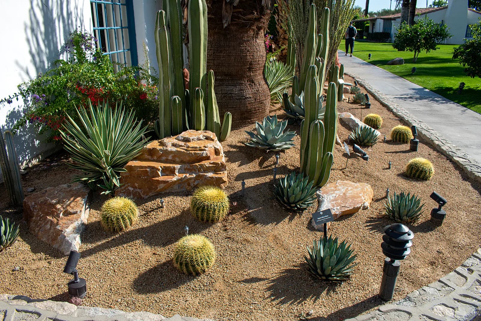 Desert landscaping with cacti and agave