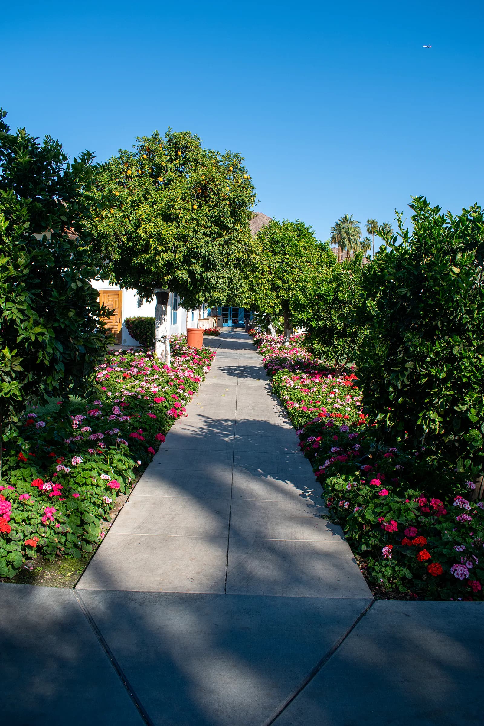Garden path lined with colorful flowers