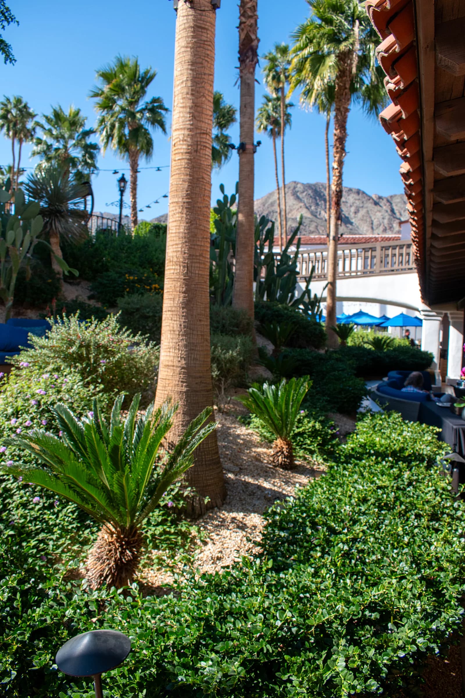 Tropical garden with sago palms