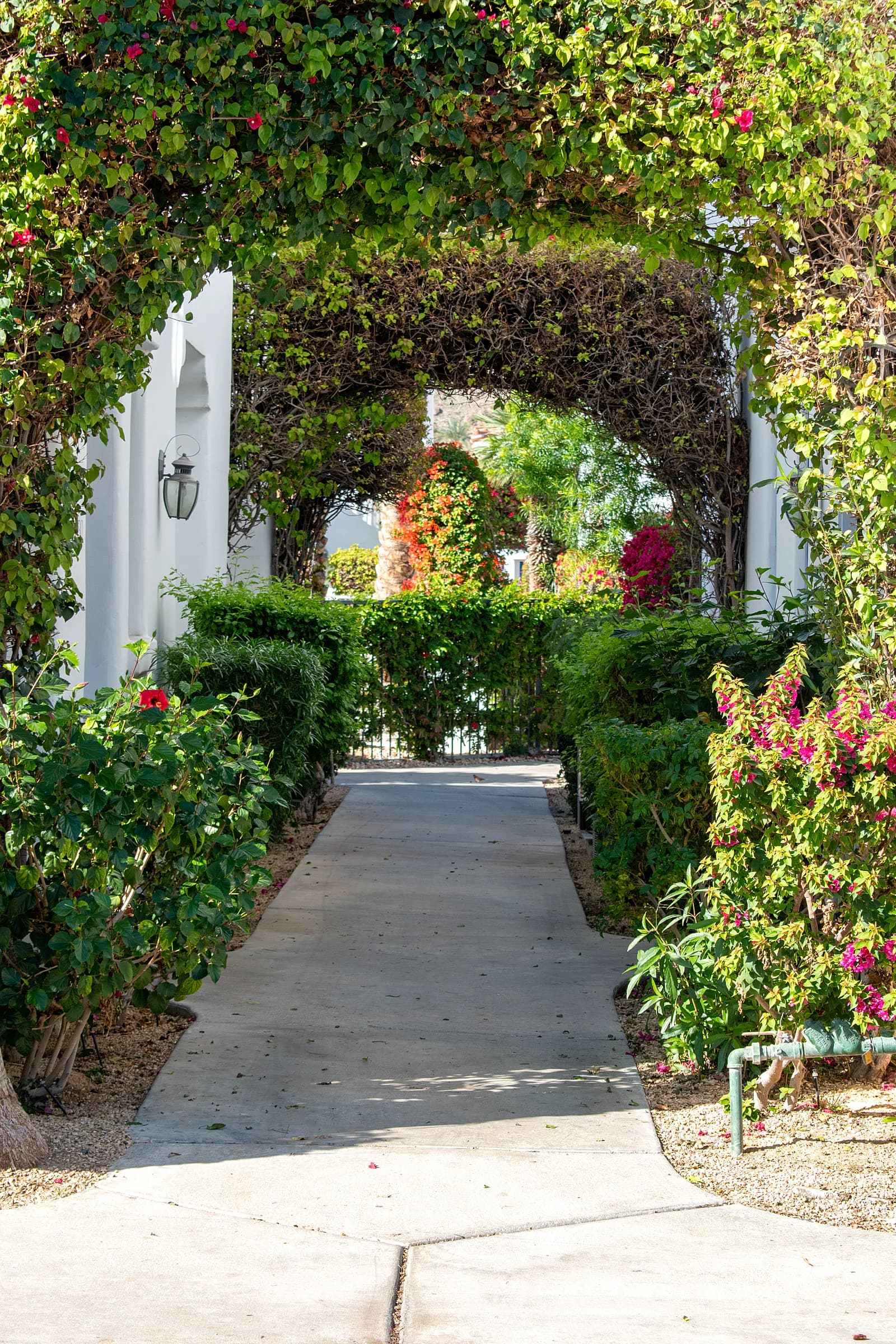 Vine-covered archway walkway